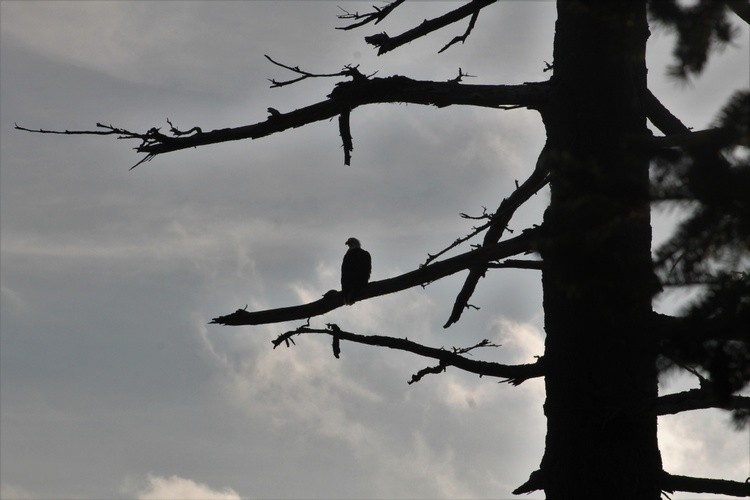 tree eagle