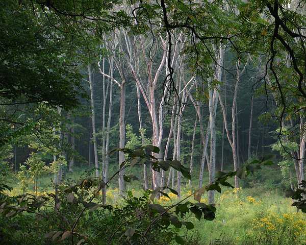 Shades Of The Morning Light