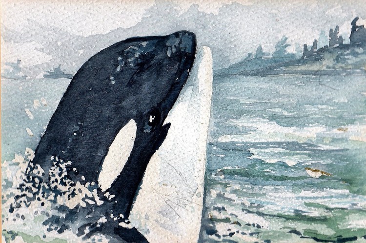 spy hop orca