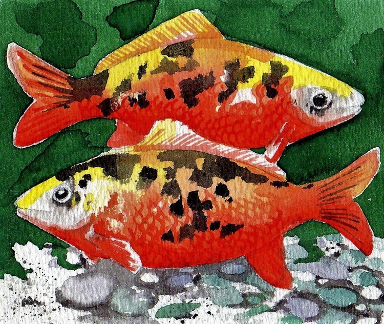 black spotted gold fish