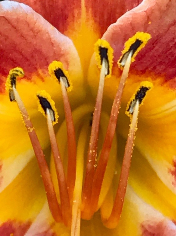 Flor4