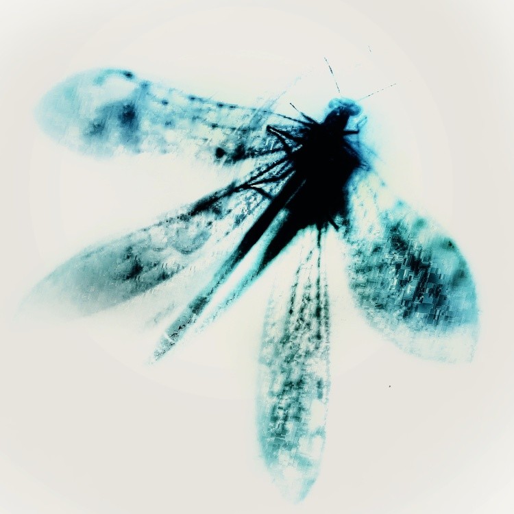 Dragon fly 4