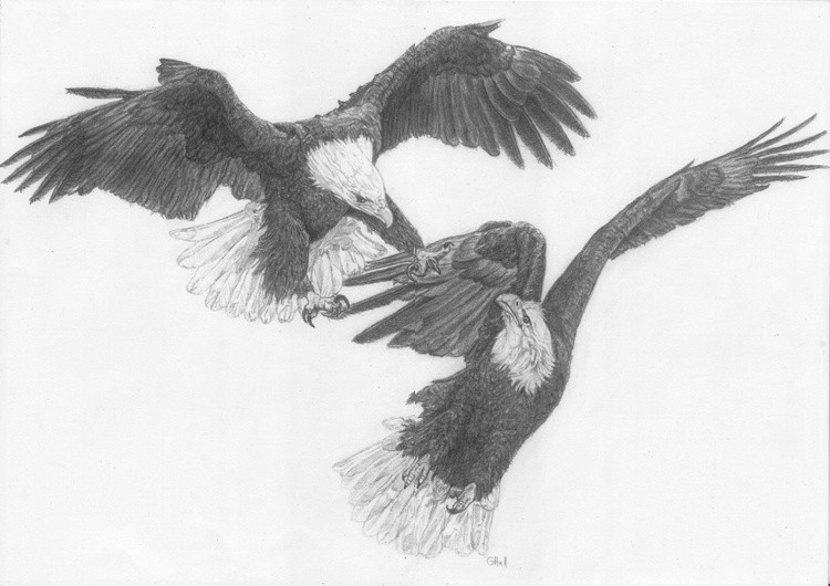 Eagle Squabble 