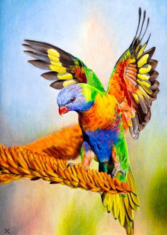 Rainbow lorikeet