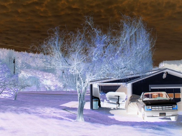 Blue Fire Tree