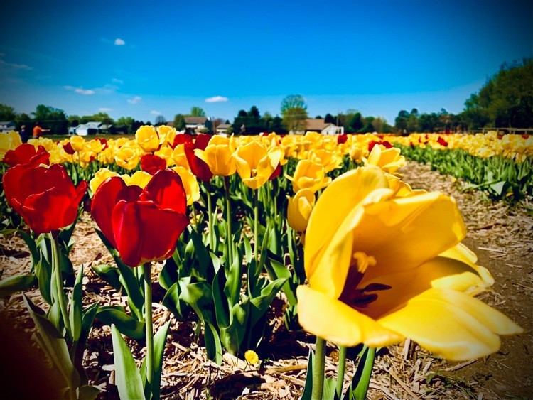 Yellow Tulips 