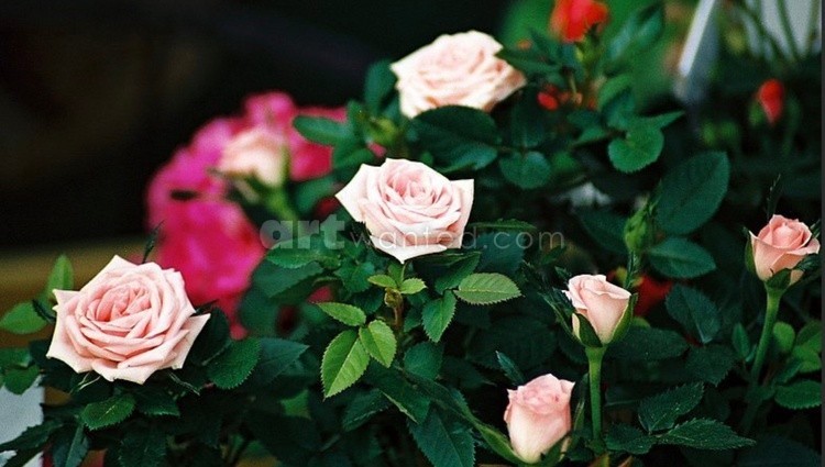 Spring Roses