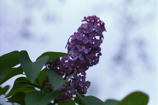 First Lilac