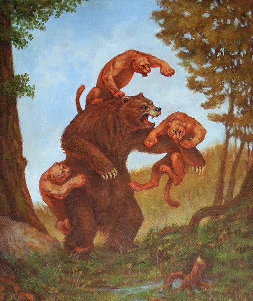 Bear VS Cats