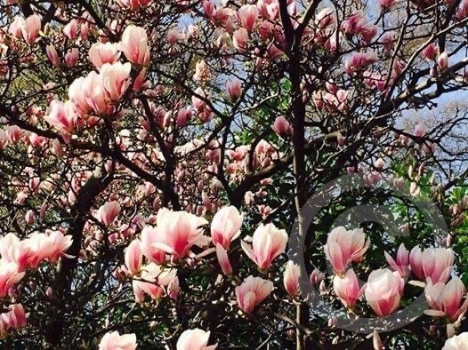 Magnolia 