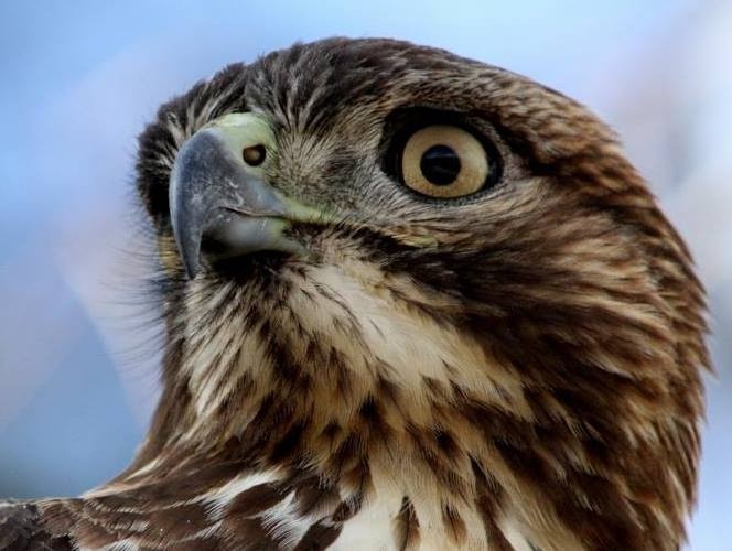 Red-tailed Hawk