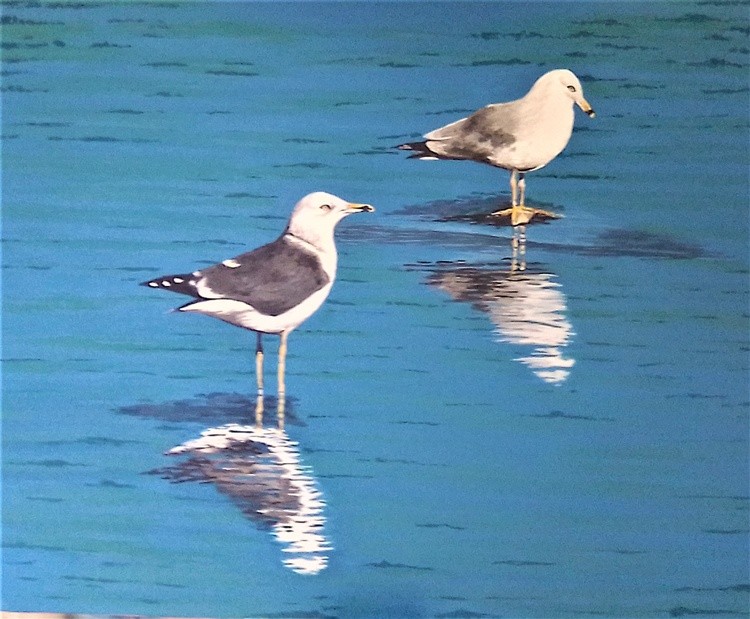 Seagulls 1