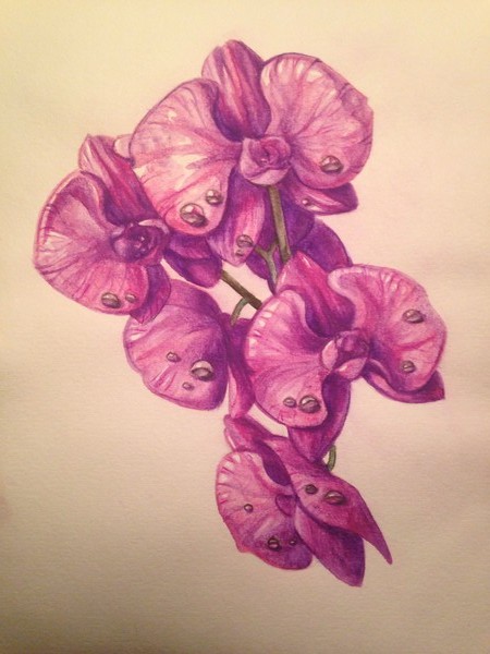 Orchids