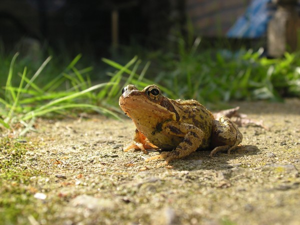 Mr. Frog