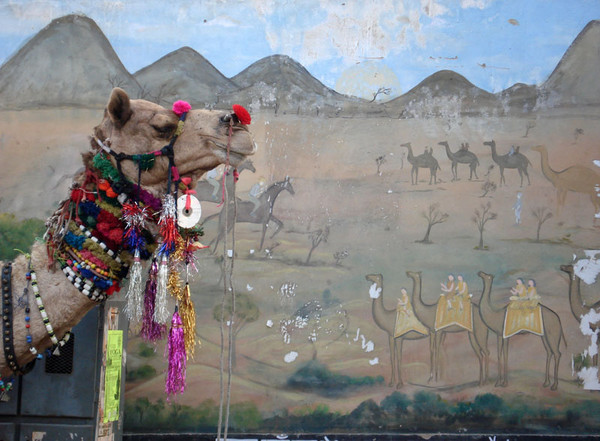 i would go any long for camel.