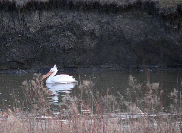 Pelican