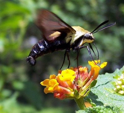 Snowberry Clearwing Moth