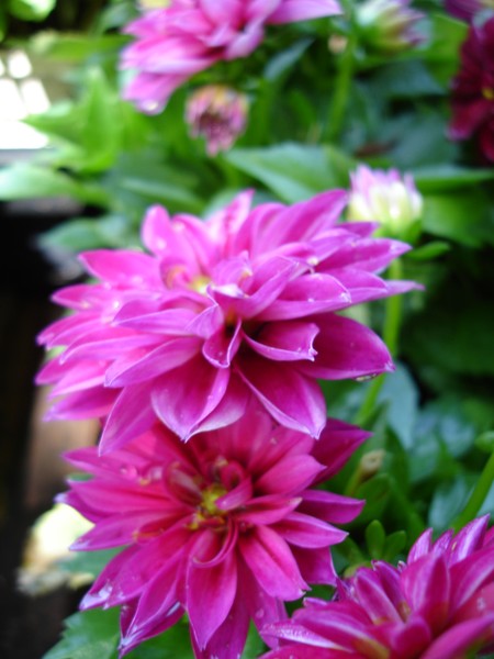 Market Flower 