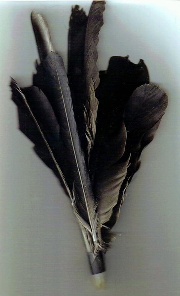 Crow Feathers 2