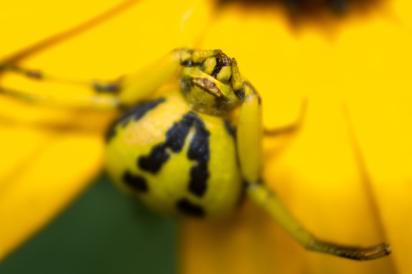 Golden Crab in Detail