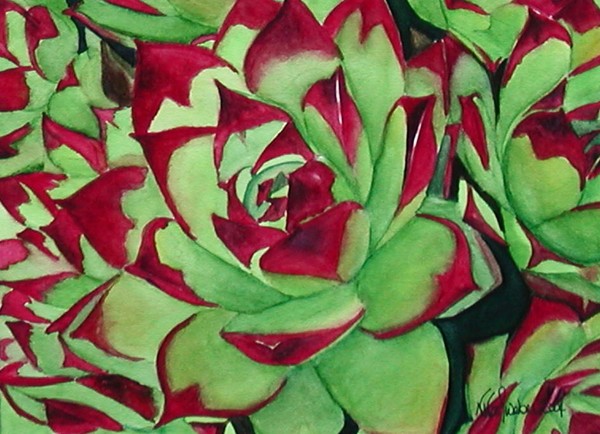 Hens & Chicks