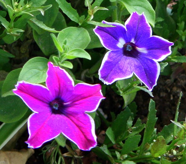 Two Petunia Stars