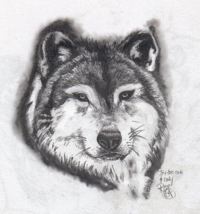 Wolf Study