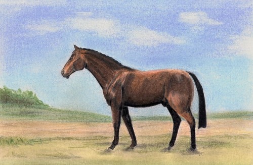 Anglo Arab II