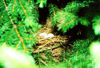 nest