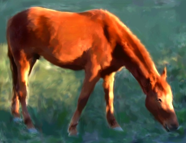 Horse Grazing 