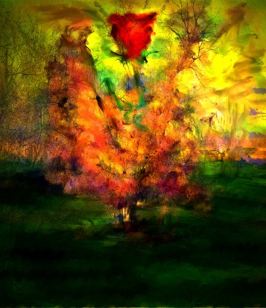 Contemplation of a Rose