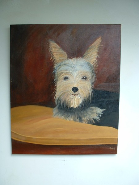 yorkie