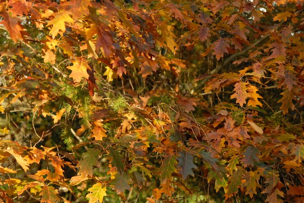 Autumn Colours