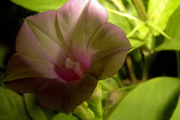 purple silk