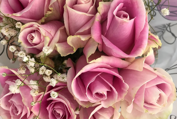 Pink Roses