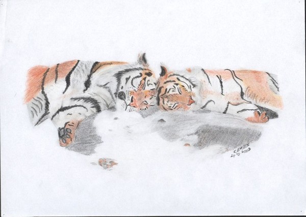 Sleeping Tigers