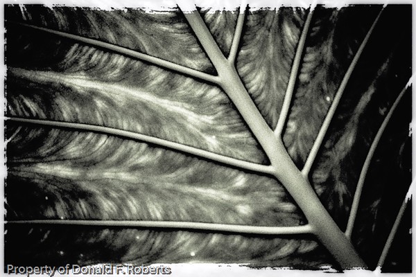 Leaf Study