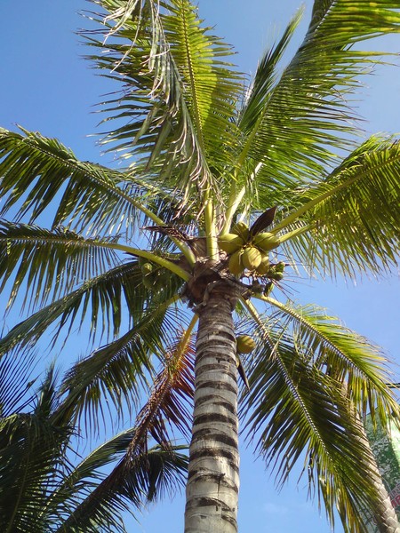 cozumel