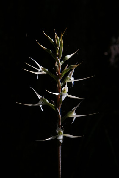 Spurred Neottia