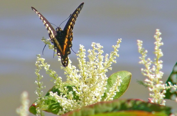 Black Swallowtail