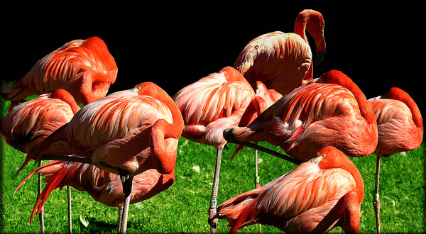 Flamingos