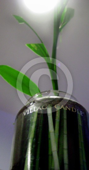 bamboo
