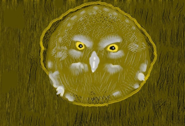 O424 Baby Owl
