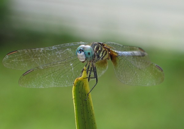 Dragonfly..with macro