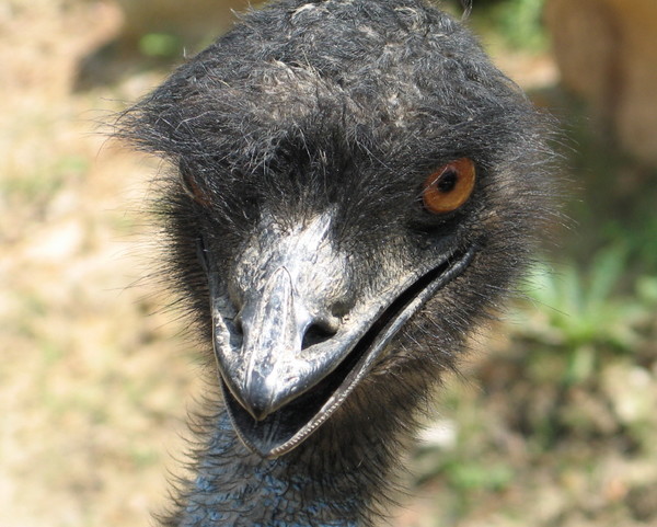 Emu close-up