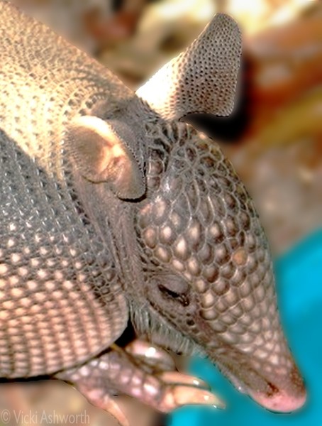 Baby Armadillo