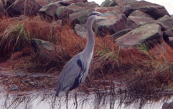 Avian elegance