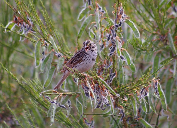 Savannah Sparrow
