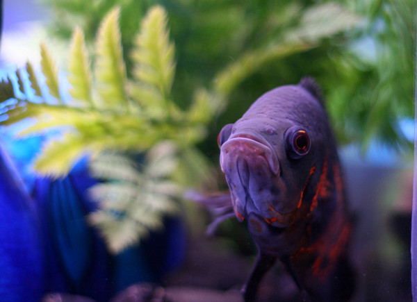The Close-Up