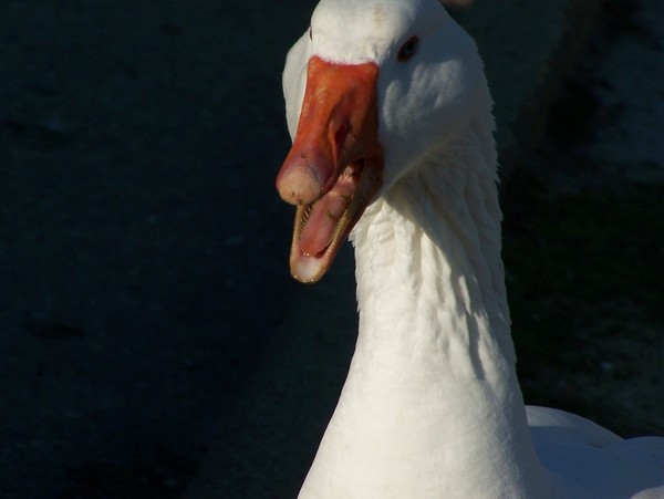 Quack